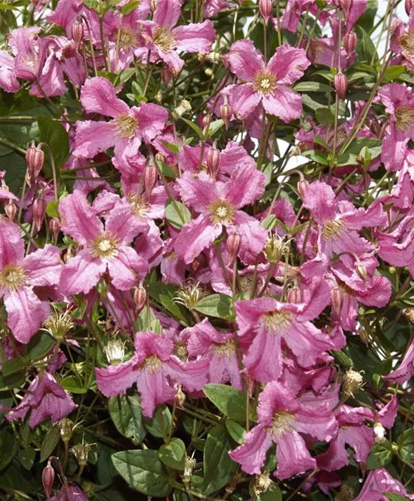 Clematis Montana Broughton Star Berg Waldrebe Broughton Star