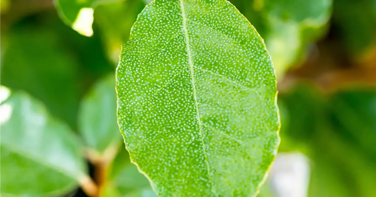 Elaeagnus ebbingei Compacta Wintergrüne Ölweide Compacta