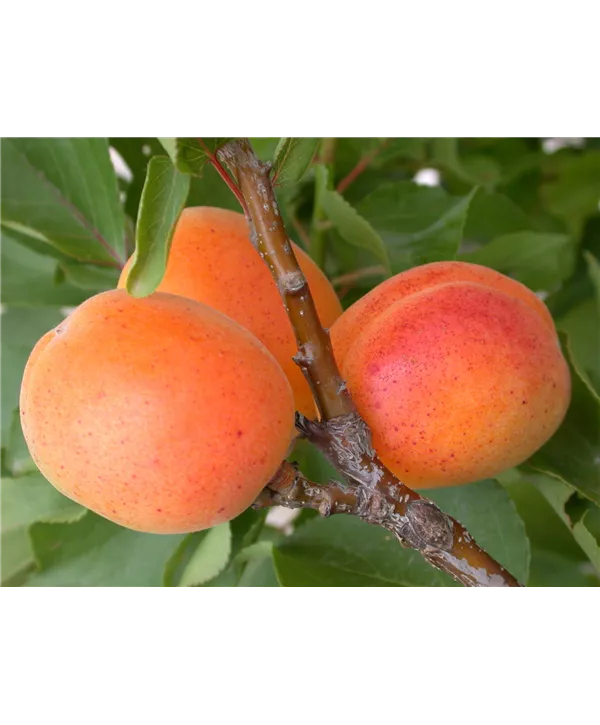 Prunus Arm Aprigold Zwergprikose Aprigold Geschickt Pflanzen