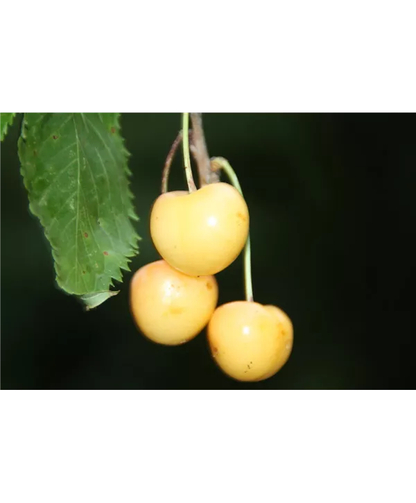 Prunus av.\'Döniss.Gelbe - Pflanzen CAC, Süßkirsche Knorpel\' \'Dönissens Knorpelk.\' Gelbe Geschickt 5./6.KW