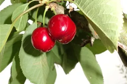 Prunus av.\'Große Schwarze Knorpelk.\' CAC, Süßkirsche Geschickt Pflanzen - \'Große Knorpelkirsche\' Schwarze 5.KW