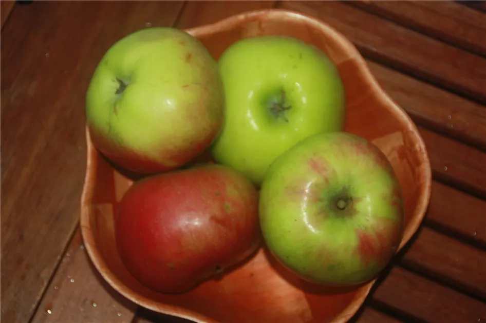 Apfelbaum Malus Standard Bramleys günstig kaufen 